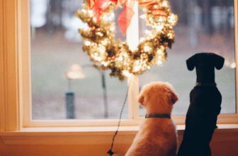 Hunde Adventskalender bei Futter Deals