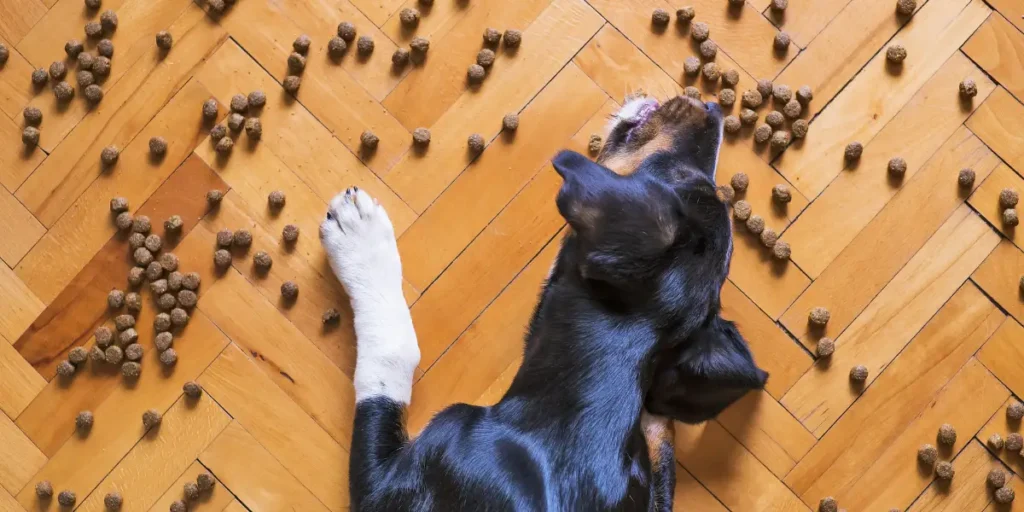 Ein junger Hund frisst heruntergefallenes  Trockenfutter (vielleicht MHD Ware)