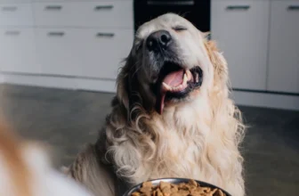 Hund mit Trockenfutter in der Küche in einem Ferienhaus