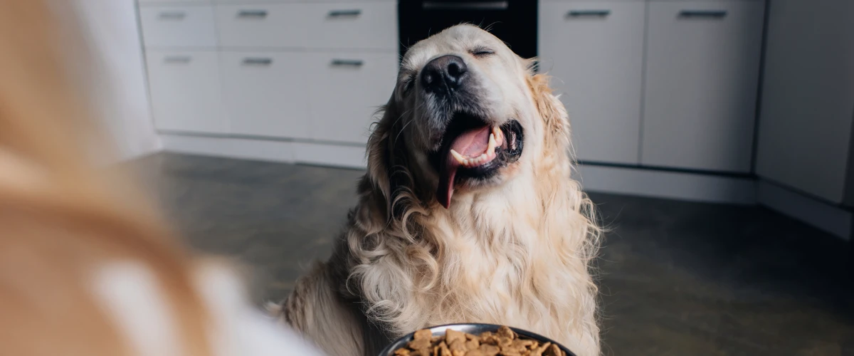 Hund mit Trockenfutter in der Küche in einem Ferienhaus