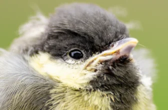 Ein kleiner Vogel.