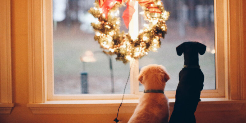 Die besten Adventskalender für Hunde 2025