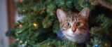 Adventskalender für Katzen 2025