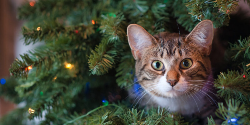 Adventskalender für Katzen 2025